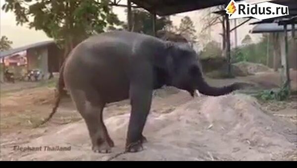 Танцующий слоненок Таиланд - Sputnik Абхазия