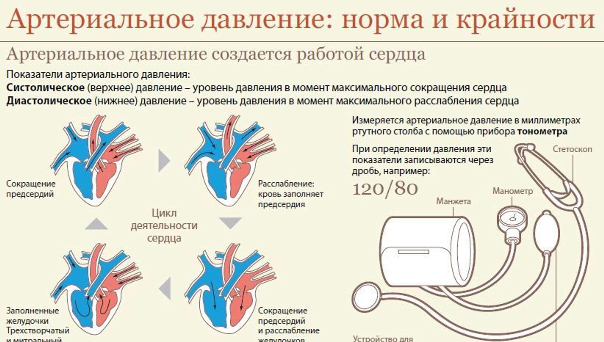 Артериальное кровяное давление норма