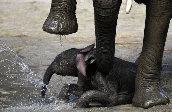 Новорожденный слоненок у ног матери в зоопарке Вупперталя, Германия - Sputnik Абхазия