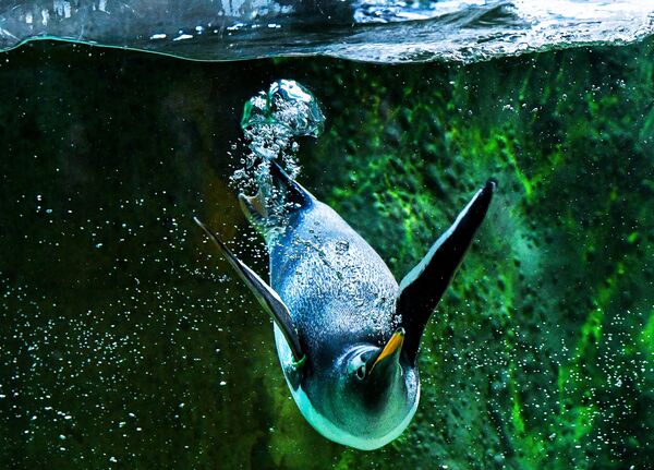 Пингвин в Московском зоопарке - Sputnik Абхазия