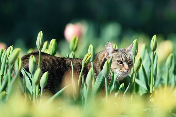Кот в клумбе с тюльпанами в Никитском ботаническом саду в Крыму - Sputnik Абхазия