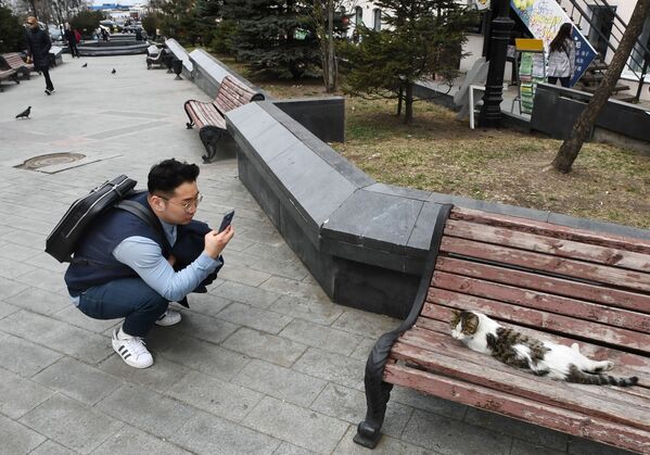 Турист фотографирует кошку на улице Адмирала Фокина во Владивостоке - Sputnik Абхазия