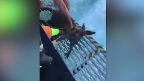 Рыбаки спасли тонущего в море кенгуру - Sputnik Абхазия