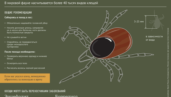 Как защититься от лесных клещей - Sputnik Абхазия