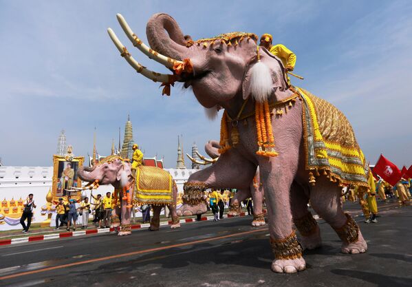 Слоны во время торжеств в центре Бангкока в честь коронации нового короля Таиланда - Sputnik Абхазия