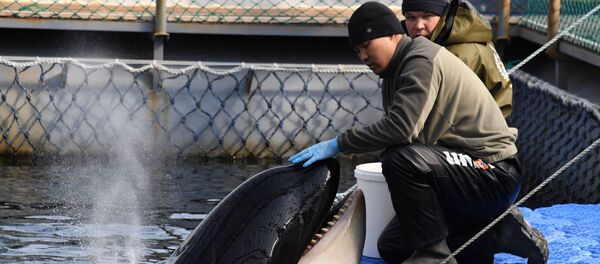 Косатки и белухи в приморской бухте Средняя Косатки и белухи в приморской бухте Средняя - Sputnik Абхазия