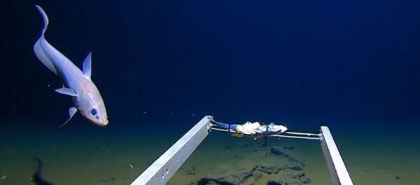 Исследователь Марианской впадины обнаружил пластиковый пакет на глубине 11 км Исследователь Марианской впадины обнаружил пластиковый пакет на глубине 11 км - Sputnik Абхазия