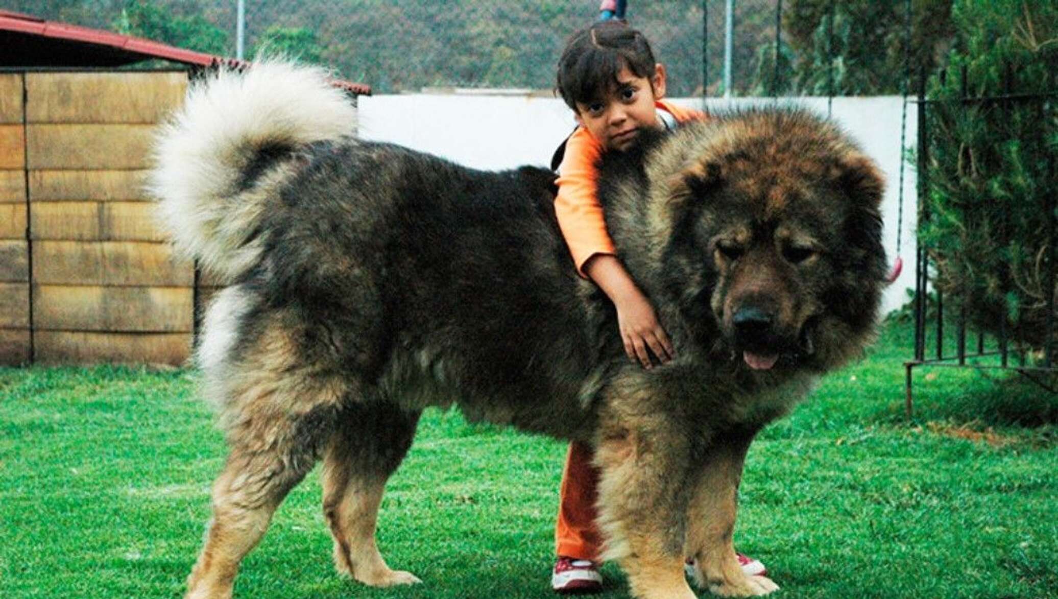 Чеченская порода собак