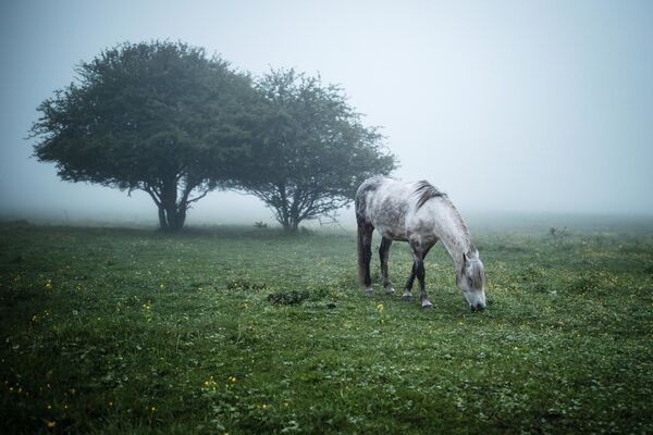 Лошадь пасется на лугу в Майкопском районе Республики Адыгея - Sputnik Абхазия