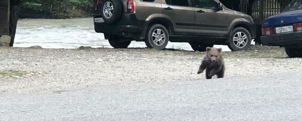 Медвежонок на цепи Медвежонок на цепи - Sputnik Абхазия