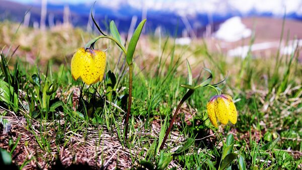 Цветы на пастбище Абаго Кавказского государственного природного биосферного заповедника имени Х. Г. Шапошникова - Sputnik Аҧсны