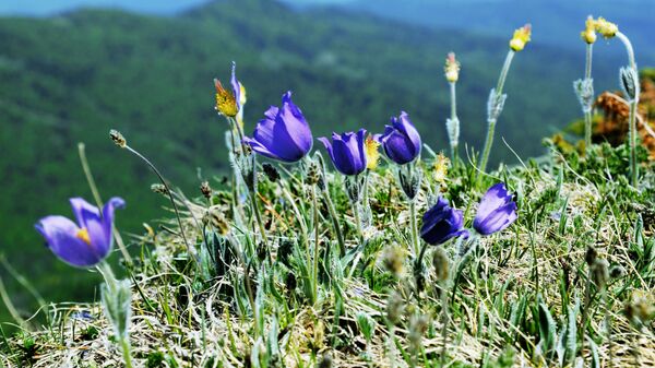 Цветы на плато Лаго-Наки Кавказского государственного природного биосферного заповедника имени Х. Г. Шапошникова - Sputnik Абхазия