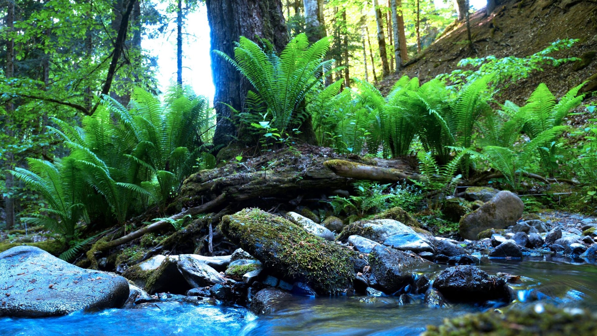 Горный ручей в лесу Северного отдела Кавказского государственного природного биосферного заповедника имени Х. Г. Шапошникова Горный ручей в лесу Северного отдела Кавказского государственного природного биосферного заповедника имени Х. Г. Шапошникова - Sputnik Аҧсны, 1920, 18.02.2026