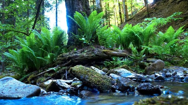 Горный ручей в лесу Северного отдела Кавказского государственного природного биосферного заповедника имени Х. Г. Шапошникова - Sputnik Аҧсны