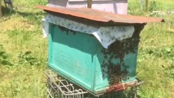 Пчелиный дом: как загнать пчел в новый улей - Sputnik Абхазия