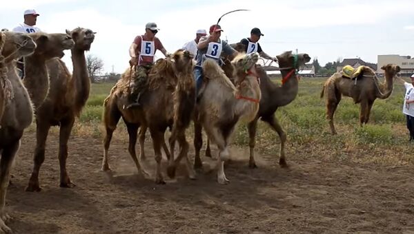 В Астрахани прошли гонки на верблюдах - Sputnik Абхазия