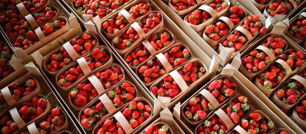 Корзины с клубникой в Краснодарском крае, Россия - Sputnik Абхазия