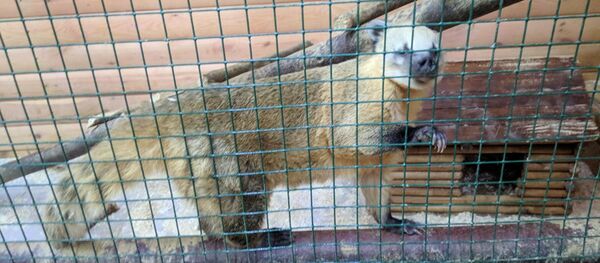 Носуха - Sputnik Абхазия