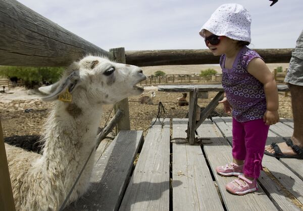 Девочка на ферме альпак в Мицпе Рамоне, Израиль  - Sputnik Абхазия