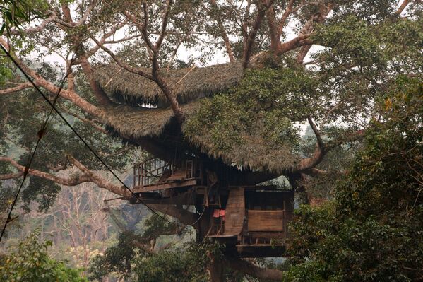 Дом на дерево среди леса с гиббонами в Лаосе - Sputnik Абхазия