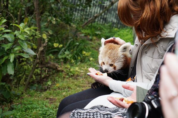 Девушка кормит красную панду в зоопарке Веллингтона, Новая Зеландия - Sputnik Абхазия