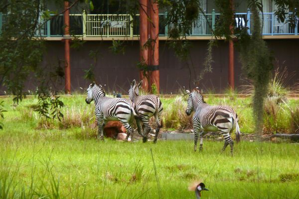 Зебры на территории отеля Disney's Animal Kingdom Lodge - Sputnik Абхазия