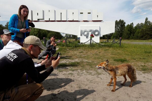 Люди фотографируют лису в заброшенном городе Припять, недалеко от Чернобыльской АЭС, Украина - Sputnik Абхазия