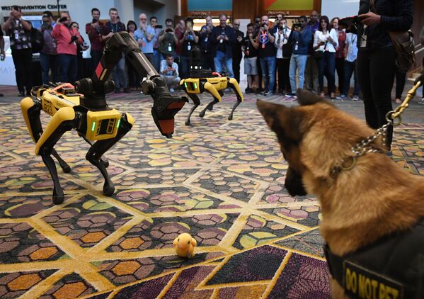 Собака К9 и робот-собака Spot во время конференции Amazon Re:MARS - Sputnik Абхазия