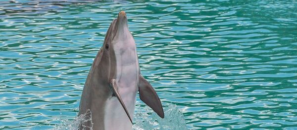 Дельфин Дельфин - Sputnik Абхазия