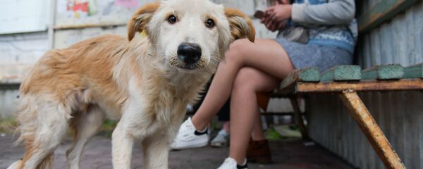 Бездомные собаки - Sputnik Абхазия