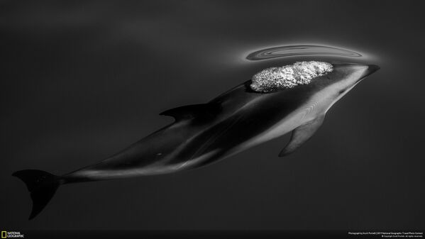Снимок Dusky Dolphins фотографа Scott Portelli, занявший третье место в категории Nature конкурса National Geographic Travel Photo 2019 - Sputnik Абхазия
