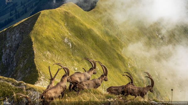 Снимок King Of The Alps фотографа Jonas Schäfer, получивший особое упоминание в категории Nature конкурса National Geographic Travel Photo 2019  - Sputnik Абхазия