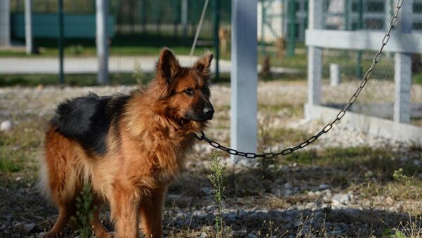 Собак-саперов впервые привлекли к разминированию на учениях в Абхазии - Sputnik Абхазия