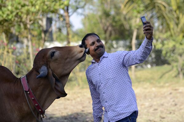 Мужчина делает селфи со своей коровой, Индия - Sputnik Абхазия