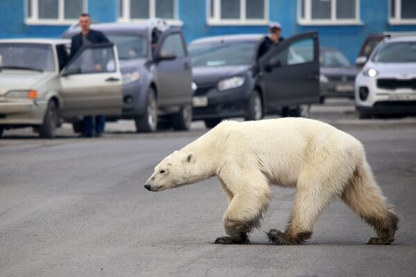 Белый медведь в поисках еды на окраине Норильска - Sputnik Абхазия