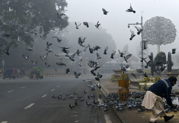 Пакистанец кормит голубя на обочине дороги в условиях сильного тумана и смога в Лахоре 3 января 2019 года - Sputnik Абхазия