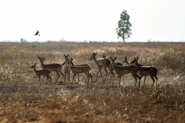 Стадо находящихся под угрозой исчезновения оленей-лира в заповеднике в Мьянме  - Sputnik Абхазия