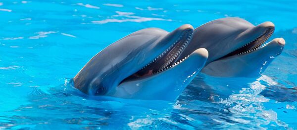 Дельфины Дельфины - Sputnik Абхазия