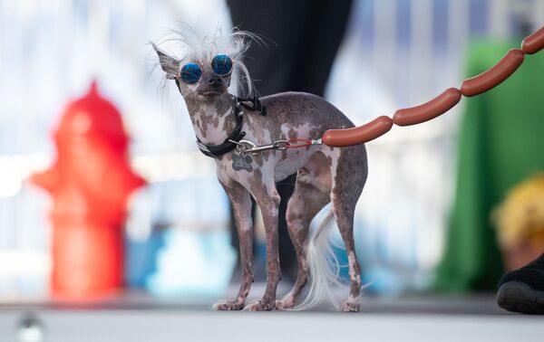 Собака по кличке Rascal Deux участвует в конкурсе Самая уродливая собака года, США - Sputnik Абхазия