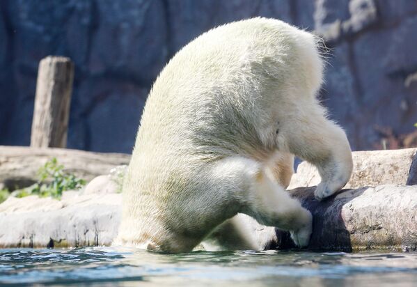 Белый медведь по имени Nanook прыгает в воду в зоопарке в Гельзенкирхене, западная Германия - Sputnik Абхазия