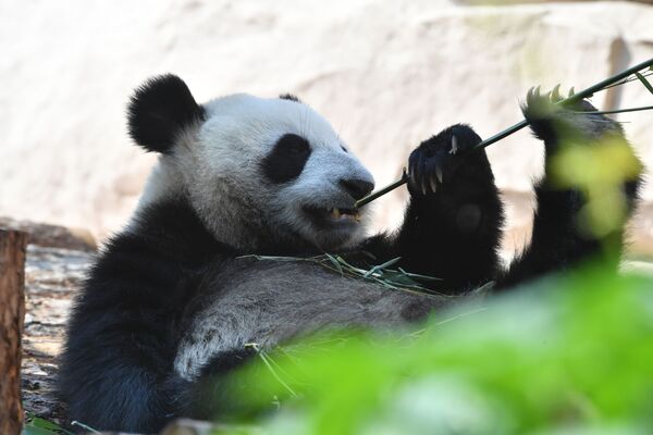 Большая панда, переданная Китаем Московскому зоопарку, в павильоне Фауна Китая - Sputnik Абхазия