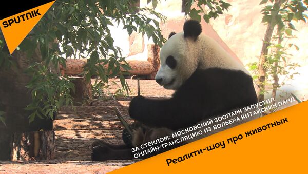 За стеклом: Московский зоопарк запустил онлайн трансляцию из вольера китайских панд - Sputnik Абхазия