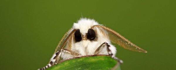 Американская бабочка Американская бабочка - Sputnik Абхазия