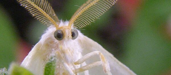 Америкатәи ахьычԥаԥыр Америкатәи ахьычԥаԥыр - Sputnik Аҧсны