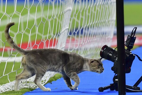 Кошка среди камер во время футбольного матча Кубка африканских наций на стадионе Исмаилия, Егиет - Sputnik Абхазия