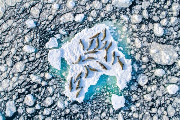Снимок Crabeater Seals on Ice фотографа Florian Ledoux, занявший первое место в категории Wildlife конкурса Drone Awards 2019 - Sputnik Абхазия