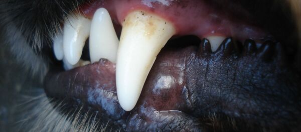 Клыки  Клыки  - Sputnik Абхазия