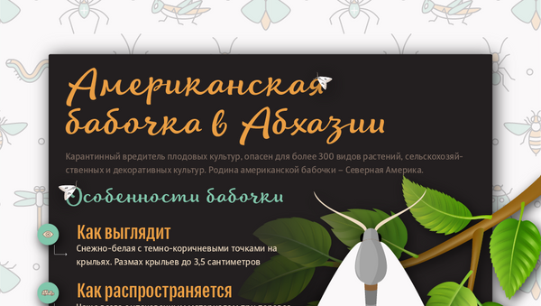 Американская бабочка в Абхазии - Sputnik Абхазия