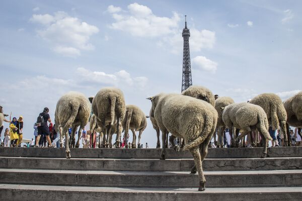Овцы напротив Эйфелевой башни в Париже - Sputnik Абхазия