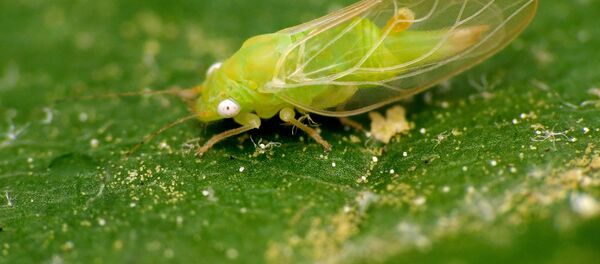 Листоблошка Листоблошка - Sputnik Абхазия